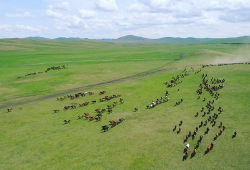 青草原在线视频,探寻自然之美与生态和谐
